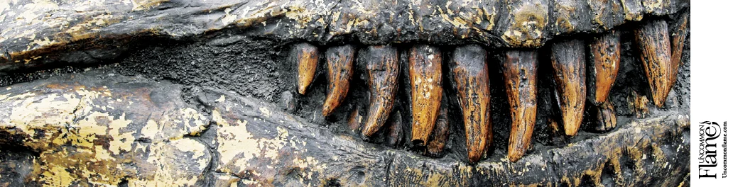 Dino Fossil flat