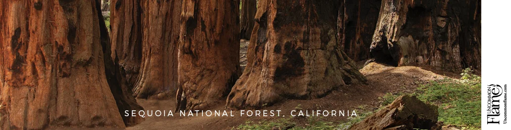 Sequoia National Forest flat label